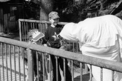 putovani-se-zviratky-42