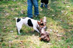 putovani-se-zviratky-63