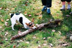 putovani-se-zviratky-64