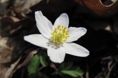 putovani-se-zviratky-65