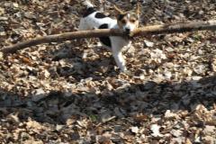 putovani-se-zviratky-66