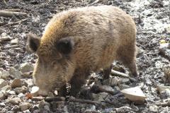 putovani-se-zviratky-67