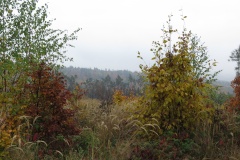 vestonicky.venous.2015_040