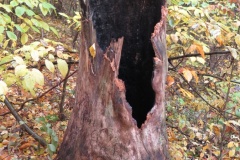 vestonicky.venous.2015_049