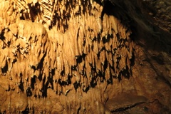 vestonicky.venous.2015_061